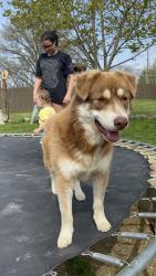 Lost Male Dog last seen Foodland/dollar general, Washington, PA 15301