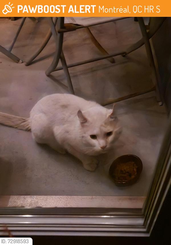 Found/Stray Unknown Cat last seen Boyer et Gounod , Montréal, QC H2R 2S2