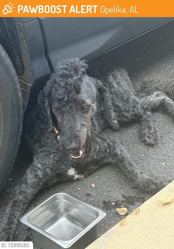 Found/Stray Male Dog last seen Social bar and grill, Opelika, AL 36801