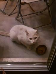 Found/Stray Unknown Cat last seen Boyer et Gounod , Montréal, QC H2R 2S2