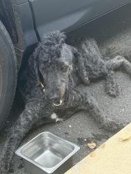 Found/Stray Male Dog last seen Social bar and grill, Opelika, AL 36801