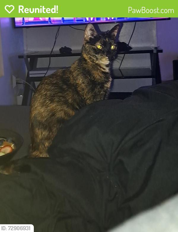 Reunited Female Cat last seen Broadway and wilmot, Tucson, AZ 85711