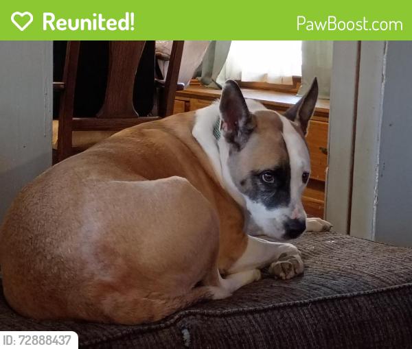 Reunited Male Dog last seen Memphis & Fulton, Cleveland, OH 44109
