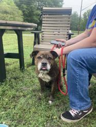 Reunited Female Dog last seen Near train tracks, Bessemer City, NC 28016