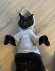 Lost Male Cat last seen 185th and Walker , Hillsboro, OR 97006