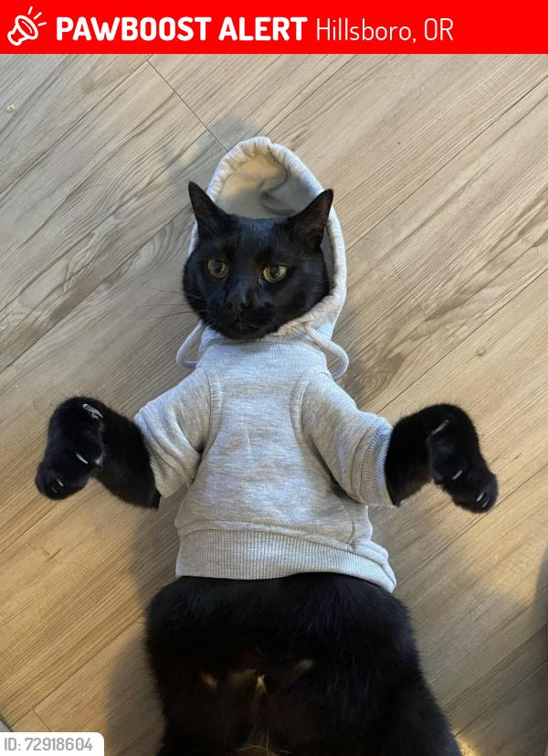 Lost Male Cat last seen 185th and Walker , Hillsboro, OR 97006