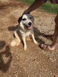 Found/Stray Female Dog last seen Whitehouse Junior High School, Whitehouse, TX 75791