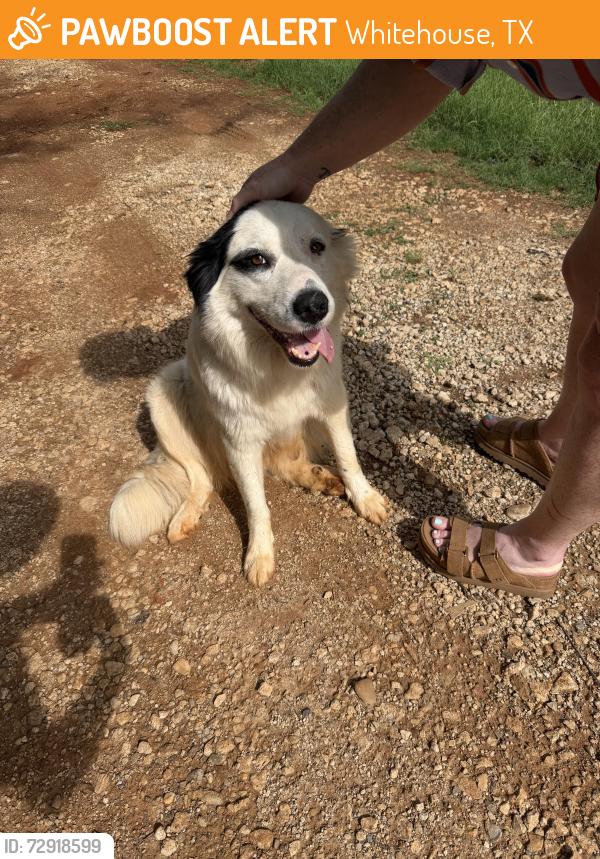 Found/Stray Female Dog last seen Whitehouse Junior High School, Whitehouse, TX 75791