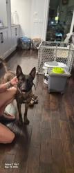 Found/Stray Female Dog last seen Grand and Main, New Port Richey, FL 34652
