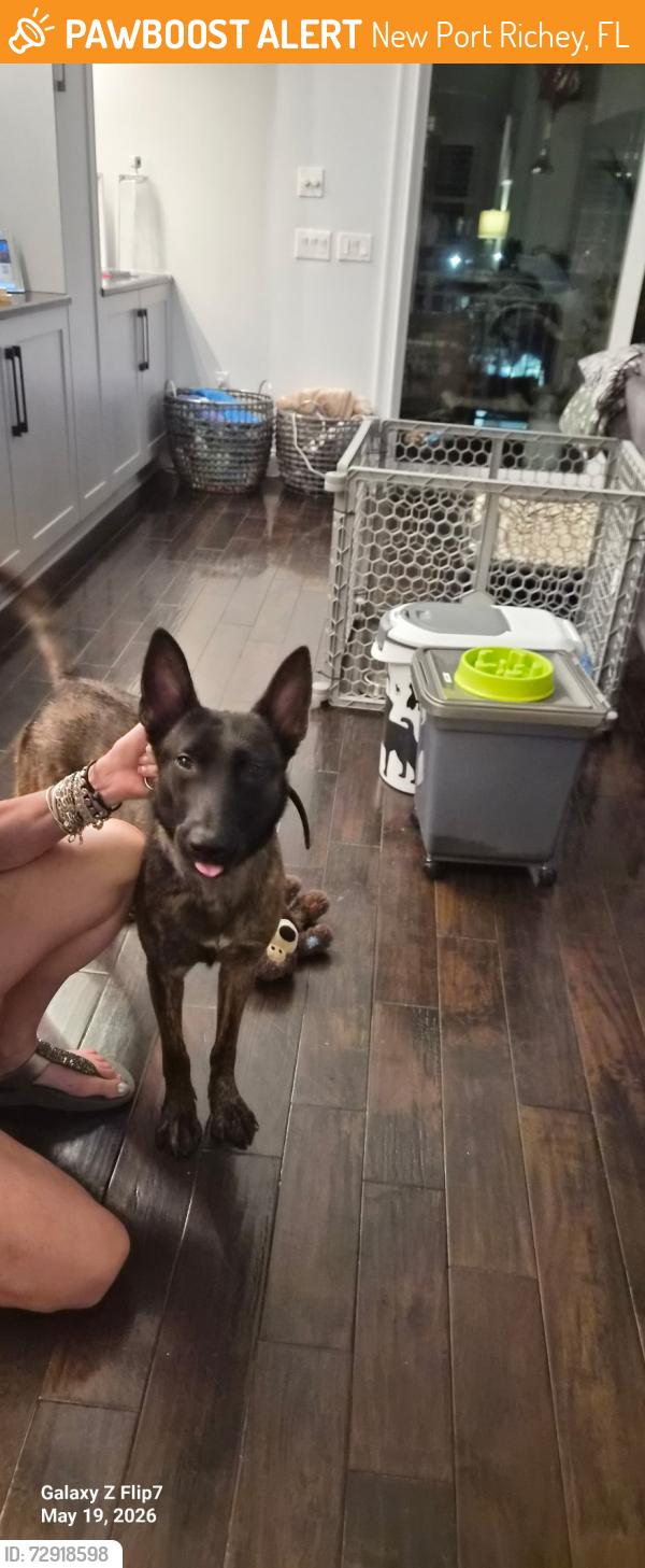 Found/Stray Female Dog last seen Grand and Main, New Port Richey, FL 34652