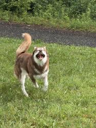 Found/Stray Male Dog last seen Running around near old Hardin pillow company factory , Hendersonville, NC 28792