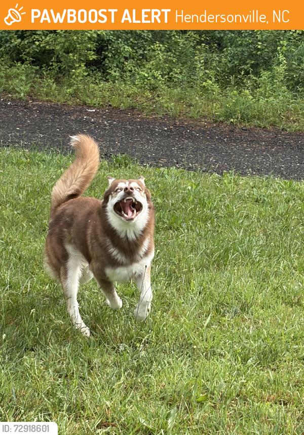 Found/Stray Male Dog last seen Running around near old Hardin pillow company factory , Hendersonville, NC 28792