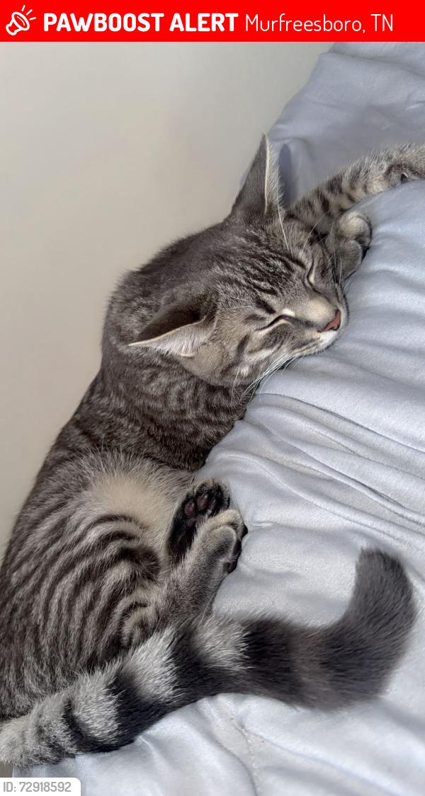 Lost Female Cat last seen Cason ests Cason lane area, Murfreesboro, TN 37128