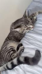 Lost Female Cat last seen Cason ests Cason lane area , Murfreesboro, TN 37128