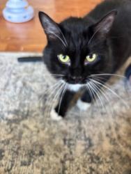 Lost Male Cat last seen Delaware ave, Tonawanda, NY 14150