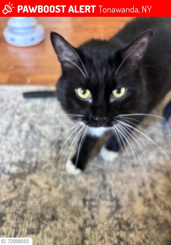 Lost Male Cat last seen Delaware ave, Tonawanda, NY 14150