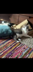 Lost Male Cat last seen backyard , Edmond, OK 73025