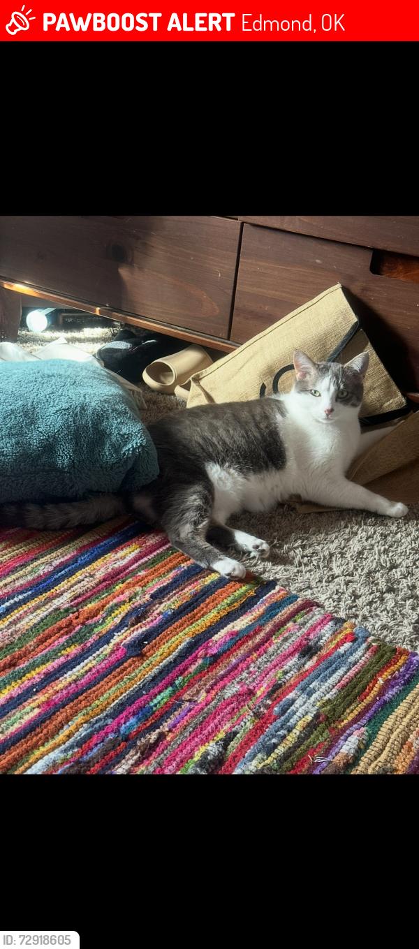 Lost Male Cat last seen backyard , Edmond, OK 73025