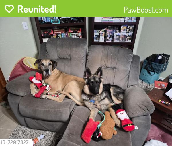 Reunited Male Dog last seen Near greenfield ave, yukon ok , Yukon, OK 73099