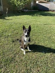 Lost Male Dog last seen La Prada , Garland, TX 75043
