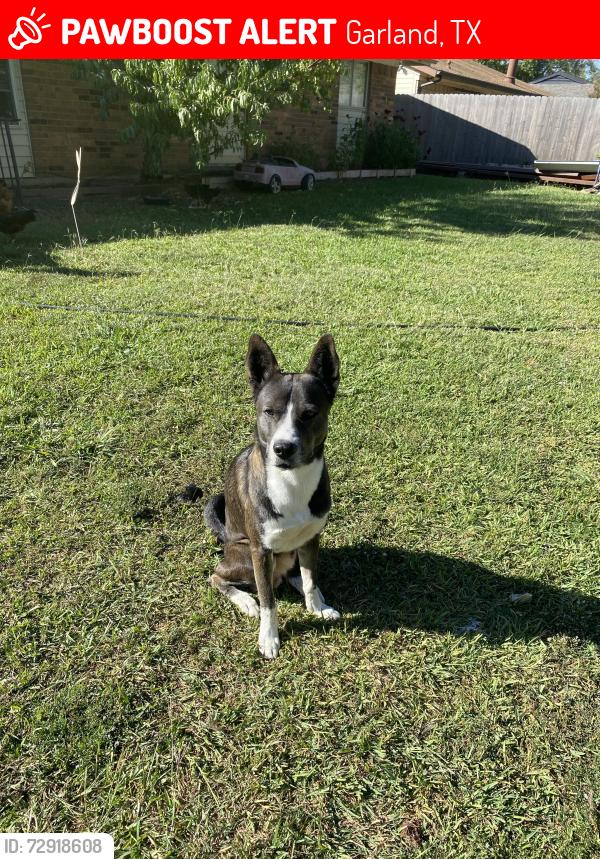 Lost Male Dog last seen La Prada , Garland, TX 75043