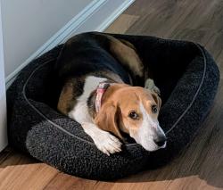 Reunited Female Dog last seen Crystal Springs subdivision - McGee's Crossroads , Benson, NC 27504