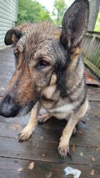 Reunited Female Dog last seen 5th Street near Mount West Community College, Huntington, WV 25701