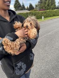 Reunited Female Dog last seen 353rd st, Tacoma, WA 98422