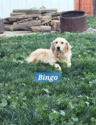 Reunited Female Dog last seen Campbell Ave at Yosemite Ave, Escalon, CA 95320, Escalon, CA 95320