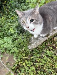 Reunited Female Cat last seen Leisure lane and Easy St, Greenwood, IN 46142