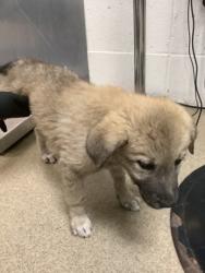 Shelter Stray Female Dog last seen , TX , Fort Worth, TX 76119