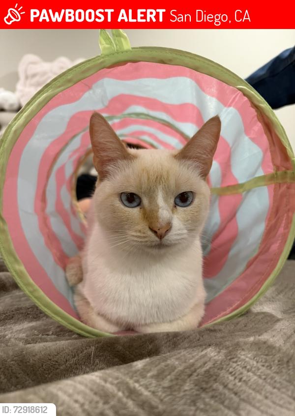 Lost Female Cat last seen Bounty Street, San Diego, CA 92120