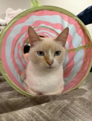 Lost Female Cat last seen Bounty Street, San Diego, CA 92120