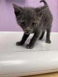 Shelter Stray Male Cat last seen El Paso, TX 79904, Fort Bliss, TX 79906