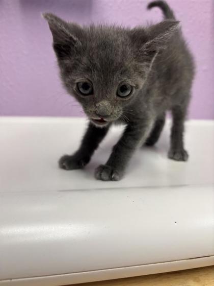 Shelter Stray Male Cat last seen El Paso, TX 79904, Fort Bliss, TX 79906