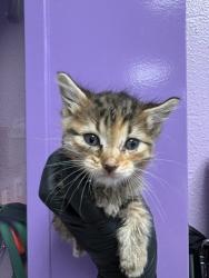 Shelter Stray Female Cat last seen El Paso, TX 79925, Fort Bliss, TX 79906