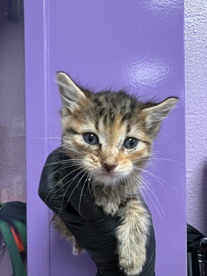 Shelter Stray Female Cat last seen El Paso, TX 79925, Fort Bliss, TX 79906