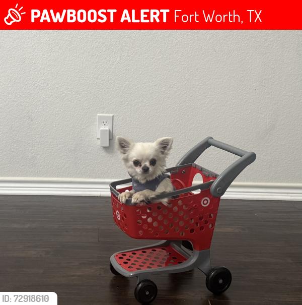 Lost Male Dog last seen Risinger and Sunwood Circle, Fort Worth, TX 76123