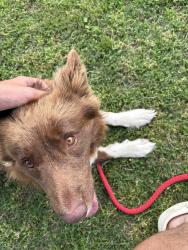 Lost Male Dog last seen By the Janesville y bar in Haskell , Haskell, OK 74436