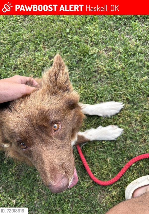 Lost Male Dog last seen By the Janesville y bar in Haskell , Haskell, OK 74436