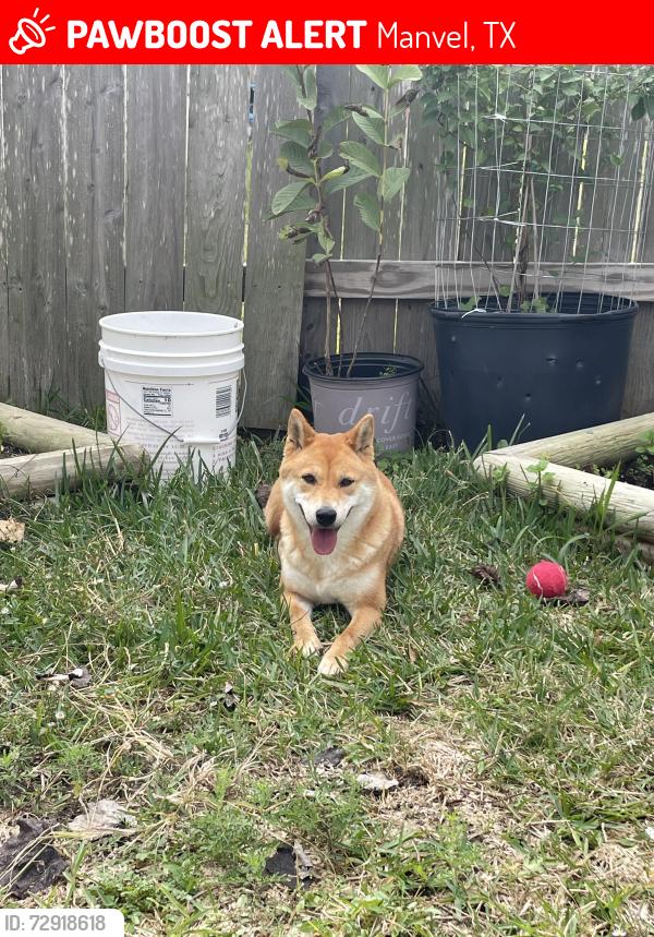 Lost Female Dog last seen Blue Water Lakes, Manvel, TX 77578