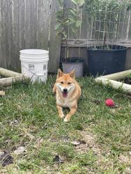 Lost Female Dog last seen Blue Water Lakes, Manvel, TX 77578