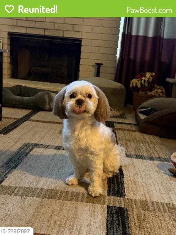 Reunited Female Dog last seen Westcliff , Las Vegas, NV 89145