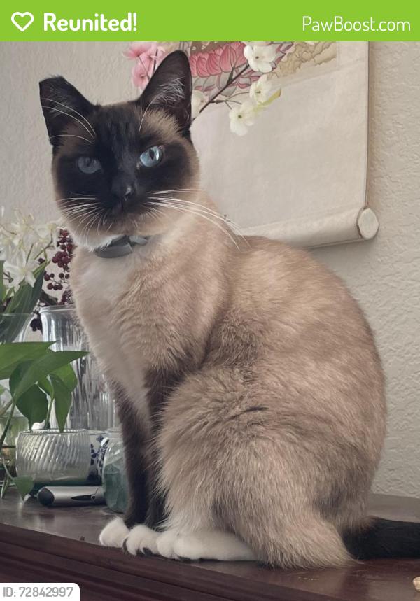 Reunited Female Cat last seen Eastern & Windmill, Henderson, NV 89074