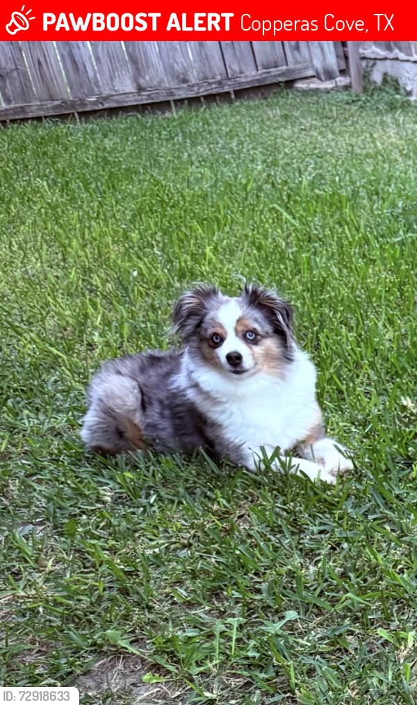 Lost Male Dog last seen Near lazy ln copperas cove tx , Copperas Cove, TX 76522