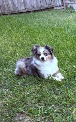 Lost Male Dog last seen Near lazy ln copperas cove tx , Copperas Cove, TX 76522