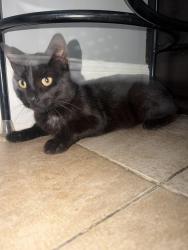 Found/Stray Male Cat last seen 74th & Wolcott Ave, Chicago, IL 60636