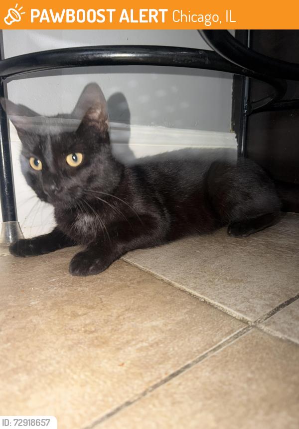 Found/Stray Male Cat last seen 74th & Wolcott Ave, Chicago, IL 60636