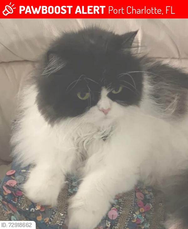 Lost Male Cat last seen Tropical ave lake view blvd , Port Charlotte, FL 33948