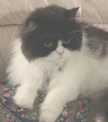 Lost Male Cat last seen Tropical ave lake view blvd , Port Charlotte, FL 33948